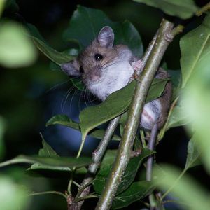 Meet your Posher, Sandy